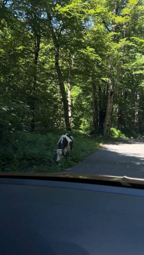 encountering livestock when driving in Montenegro