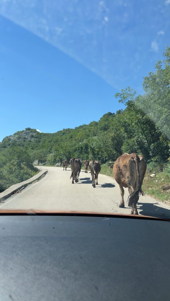 encountering livestock when driving in Montenegro