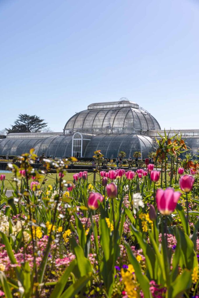 tulip gardens in London: Kew Gardens