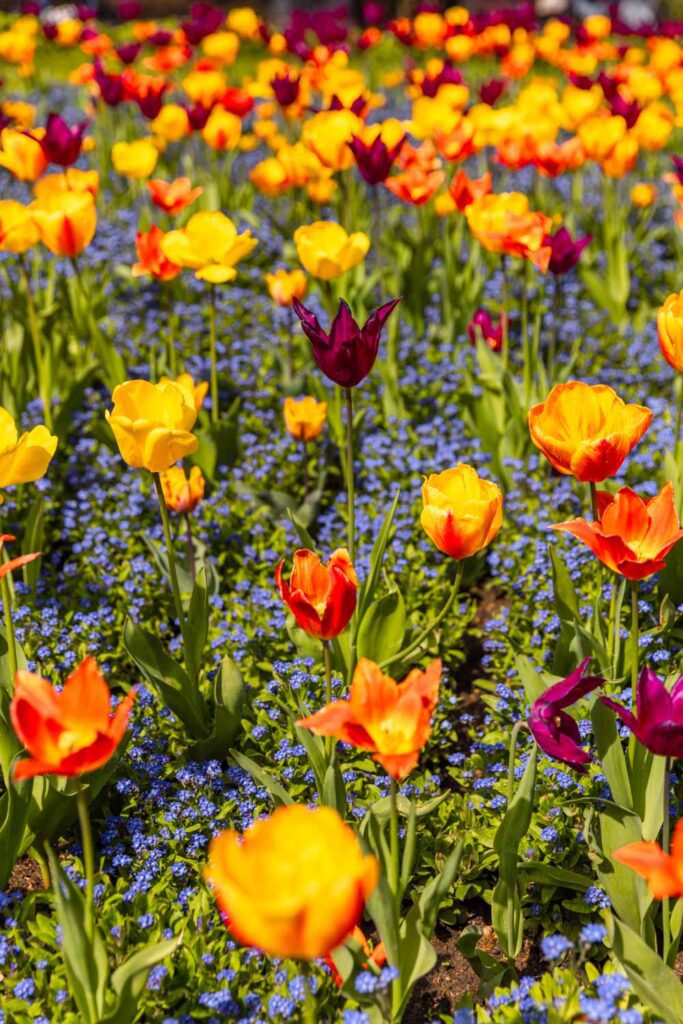 tulip season in London